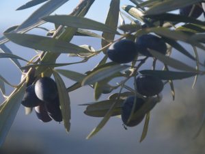 olivo picual