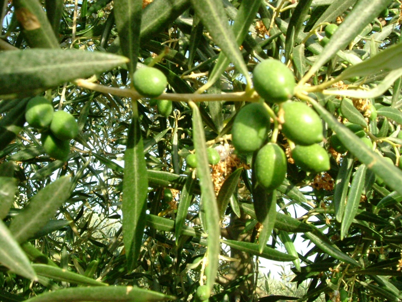 olivo hojiblanco