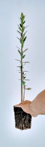 plantón de olivo con cepellón