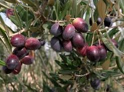 Olivo variedad Lechin