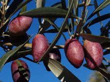 Olivo variedad picudo