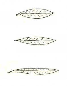 Longitud anchura hoja de olivo