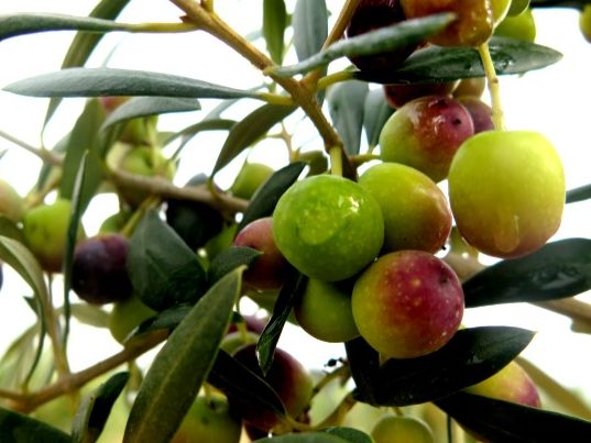 olivo arbequina