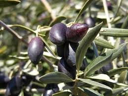 Olivo variedad cornicabra