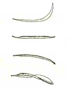 curvatura hoja de olivo