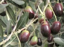Olivo variedad empeltre