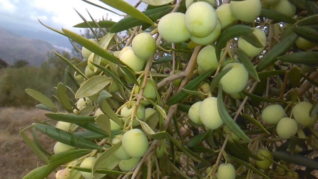 Olivo variedad manzanilla