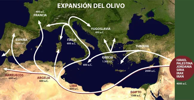 historia del olivo