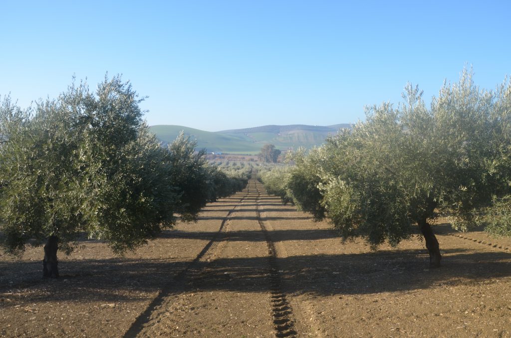 Campo de Pie Madre de Olivo