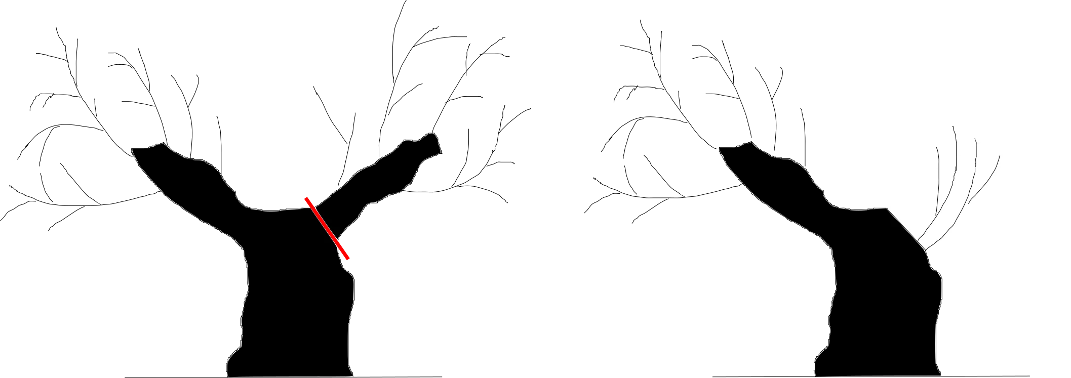 Poda del olivo viejo