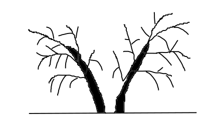 poda del olivo
