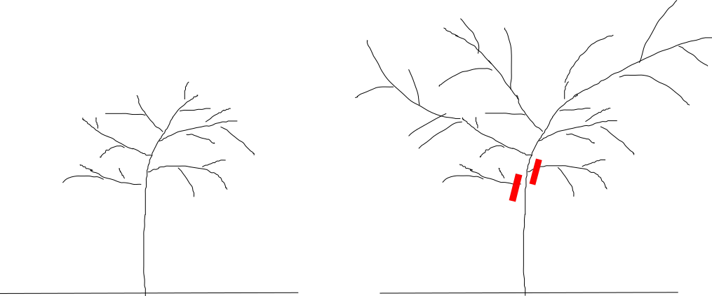poda del olivo
