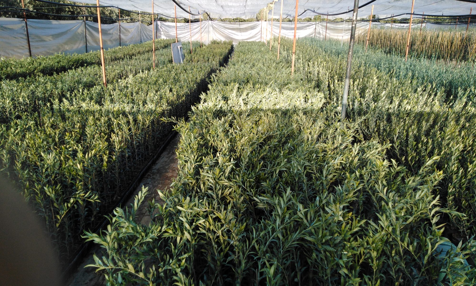plantas arbequinas