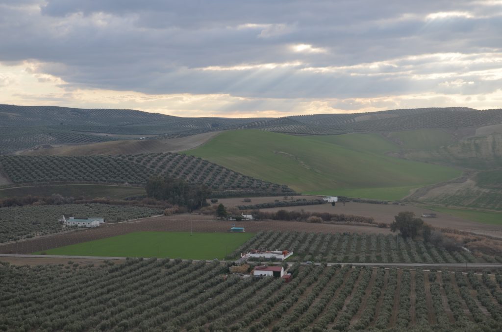 La erosión del suelo en el olivar 