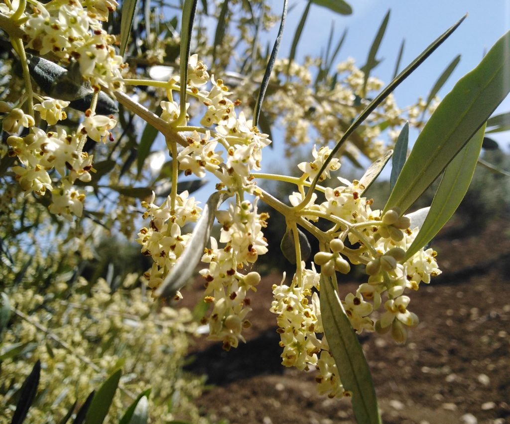 flor del olivo nombre