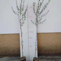 olivo frantoio resistente a verticillium