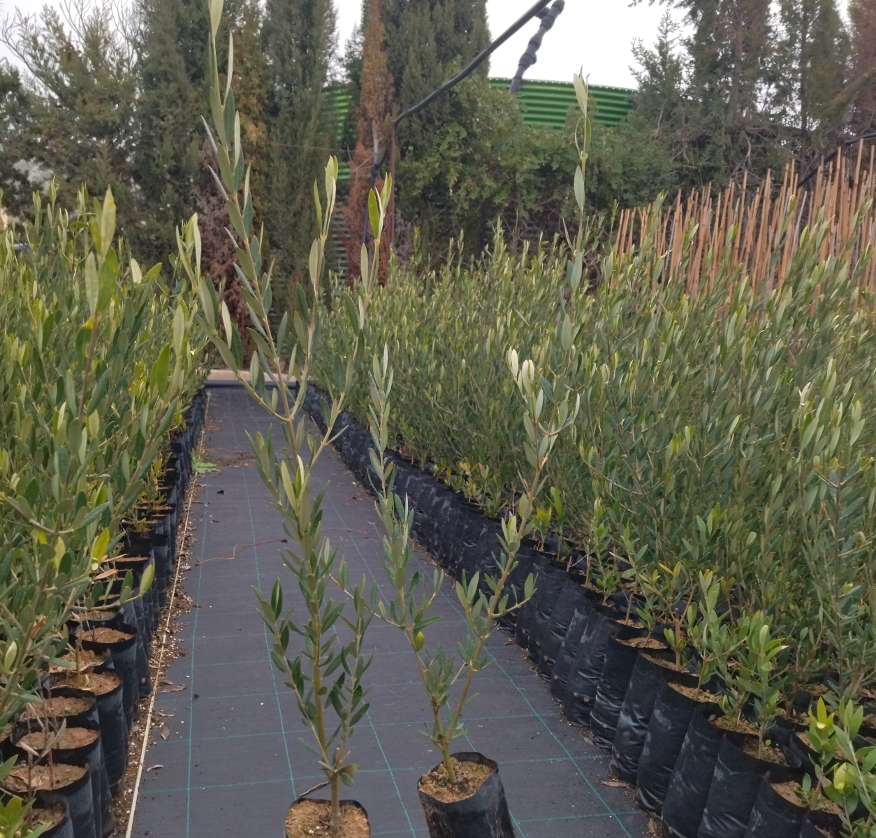 plantones de olivo picual
