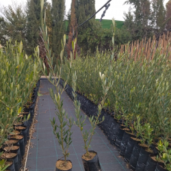plantones de olivo picual
