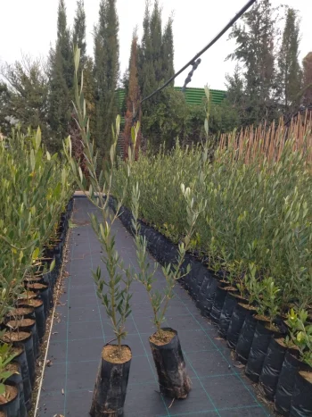 plantones de olivo picual