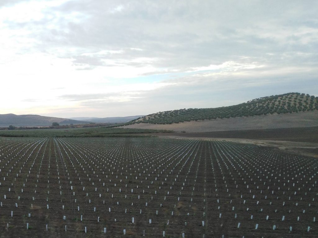 Plantaciones de olivos