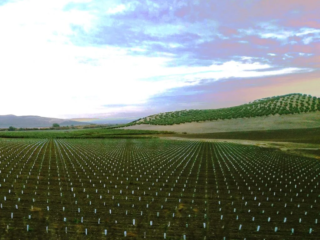 Ayudas Jóvenes Agricultores
