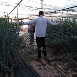 Olivo Picual 130-180 cm en bolsa tierra