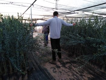 Olivo Picual 130-180 cm en bolsa tierra