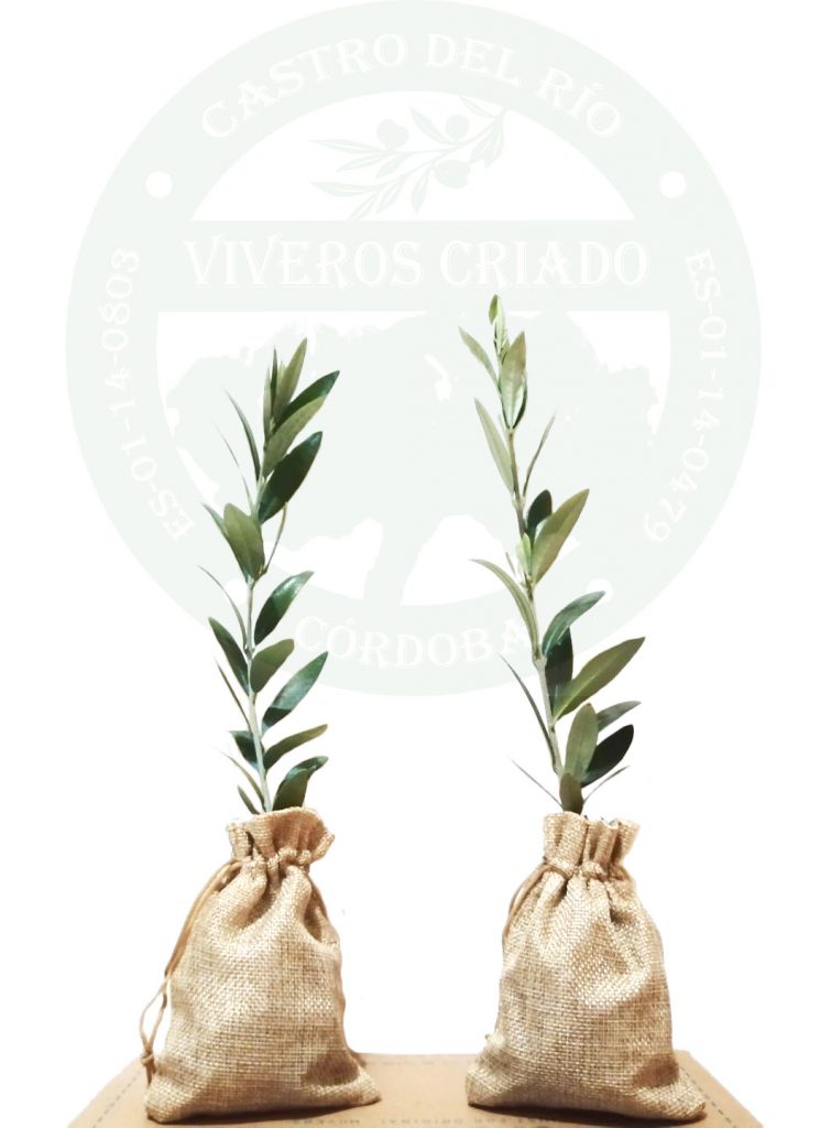 olivos para regalar
olivo regalo de bodas
olivo regalo de empresa