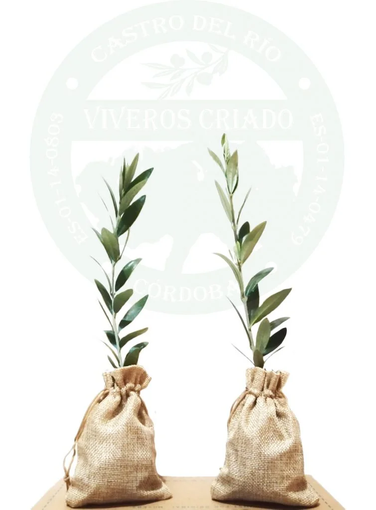 olivos para regalar
olivo regalo de bodas
olivo regalo de empresa