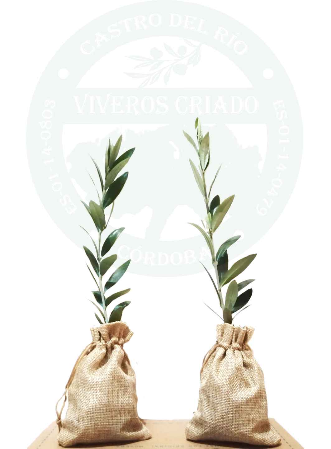 Regalos para invitados Pack de 12 Olivos Olea Europaea Arbequina en saco de saco de yute Sin tarjeta Árboles pequeños naturales para plantar 