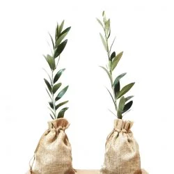 Olivo en bolsa de Yute