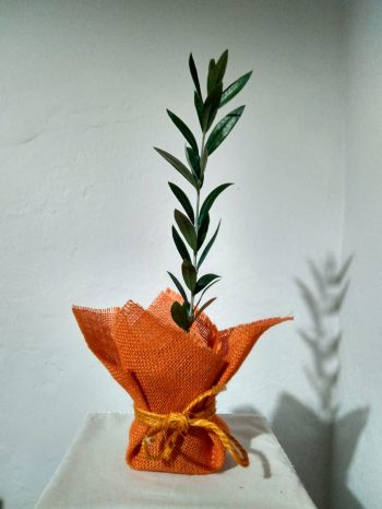 Olivo Elegante para bodas - Imagen 2