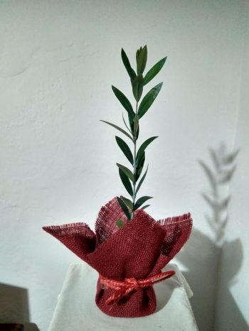 Olivo Elegante para bodas - Imagen 3