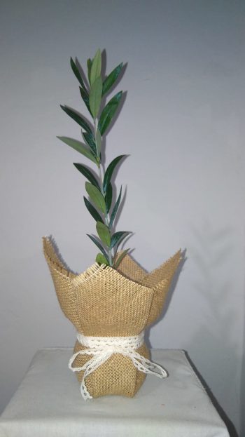 Olivo Elegante para bodas - Imagen 4
