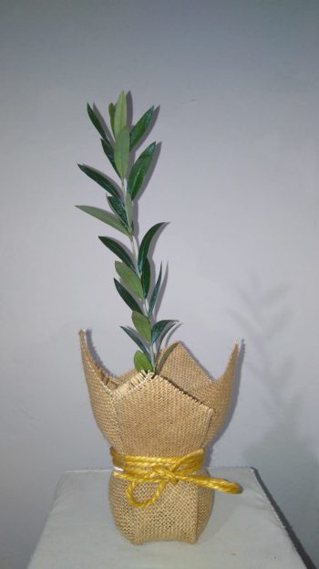 Olivo Elegante para bodas - Imagen 5