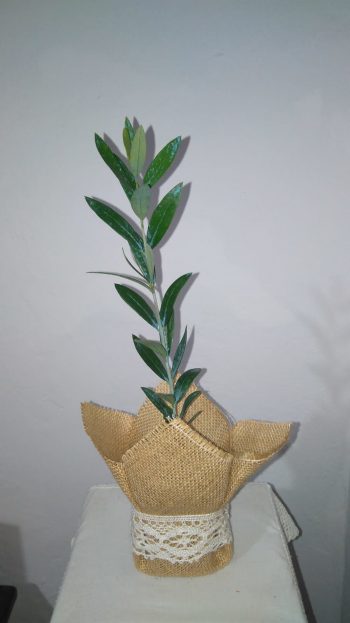 Olivo Elegante para bodas - Imagen 6