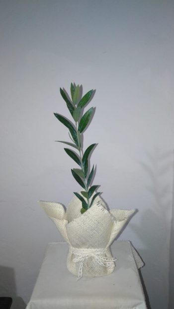Olivo Elegante para bodas - Imagen 7