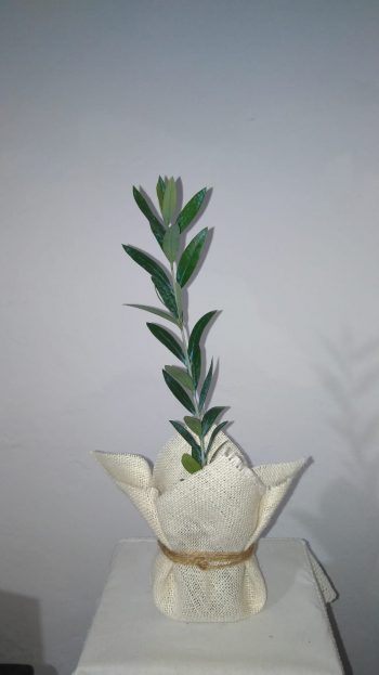 Olivo Elegante para bodas - Imagen 9