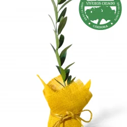 olivo elegante para bodas