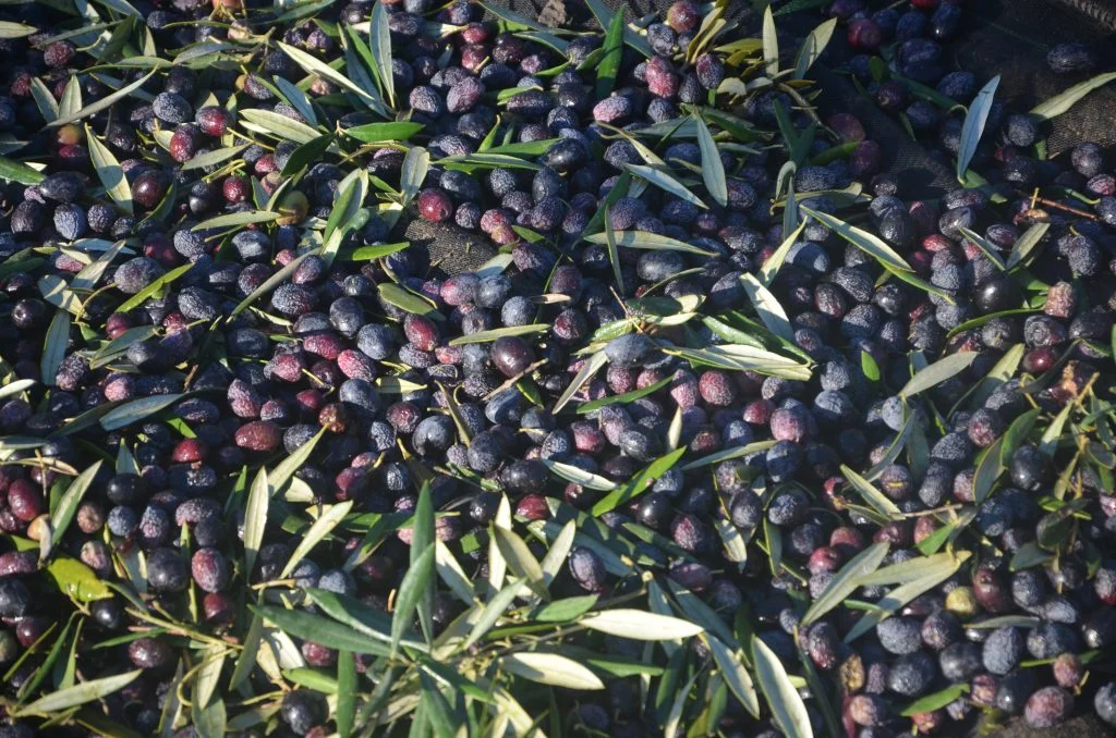 Aceitunas y olivas