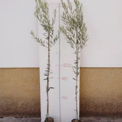 olivo cornicabra maceton