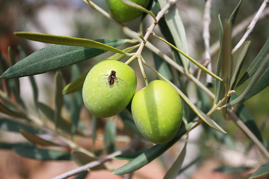 mosca del olivo