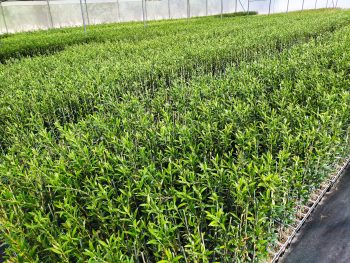 Arbequina superintensivo