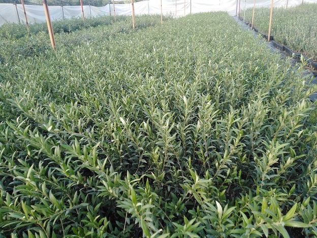 plantones de olivo arbequina
