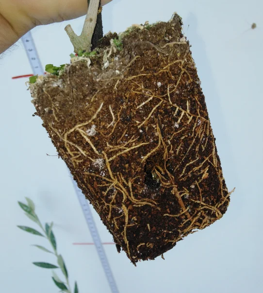 Arbequina superintensivo 60 cm maceta 7x7 turba - Imagen 2