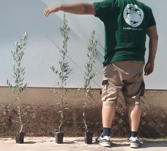 Venta de olivos micorrizados