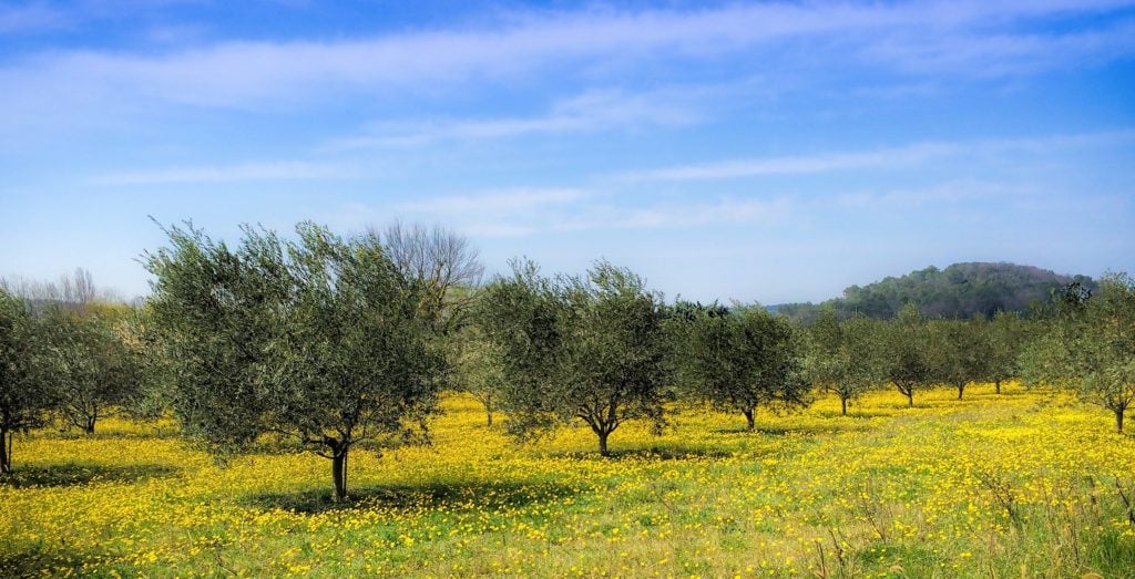 agricultura regenerativa en el olivar, olivar regenerativo