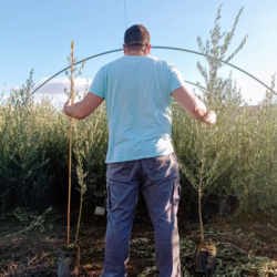 olivo de palo o de campo