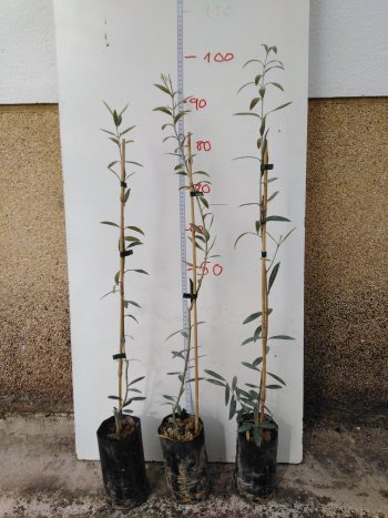 olivo hojiblanco 1 año
