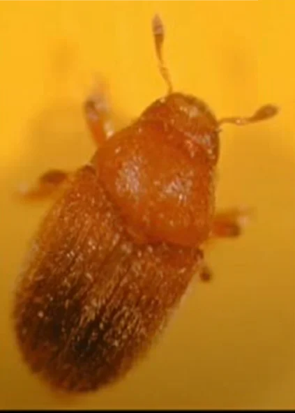 El barrenillo del olivo